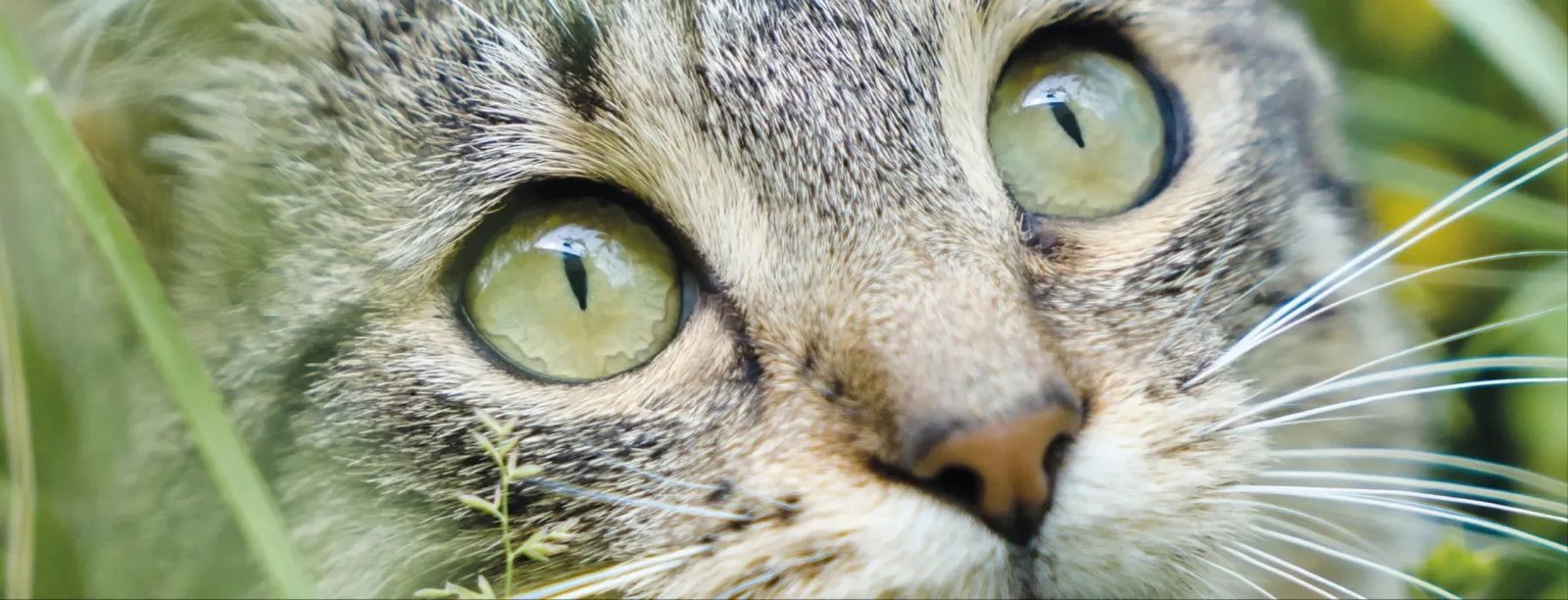 A cat's eyes, close up
