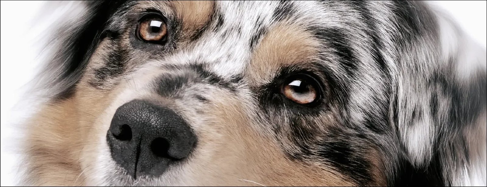 A dog's eyes, close up