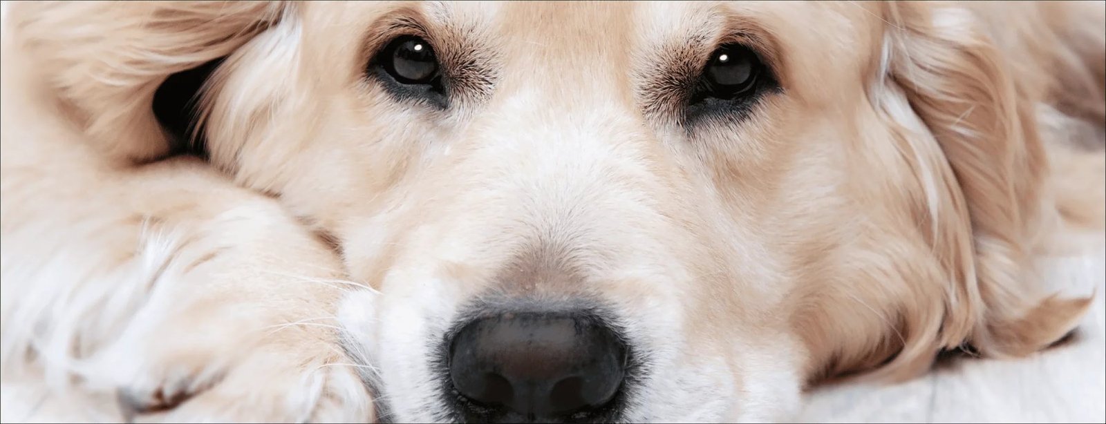 A golden retriever, close up